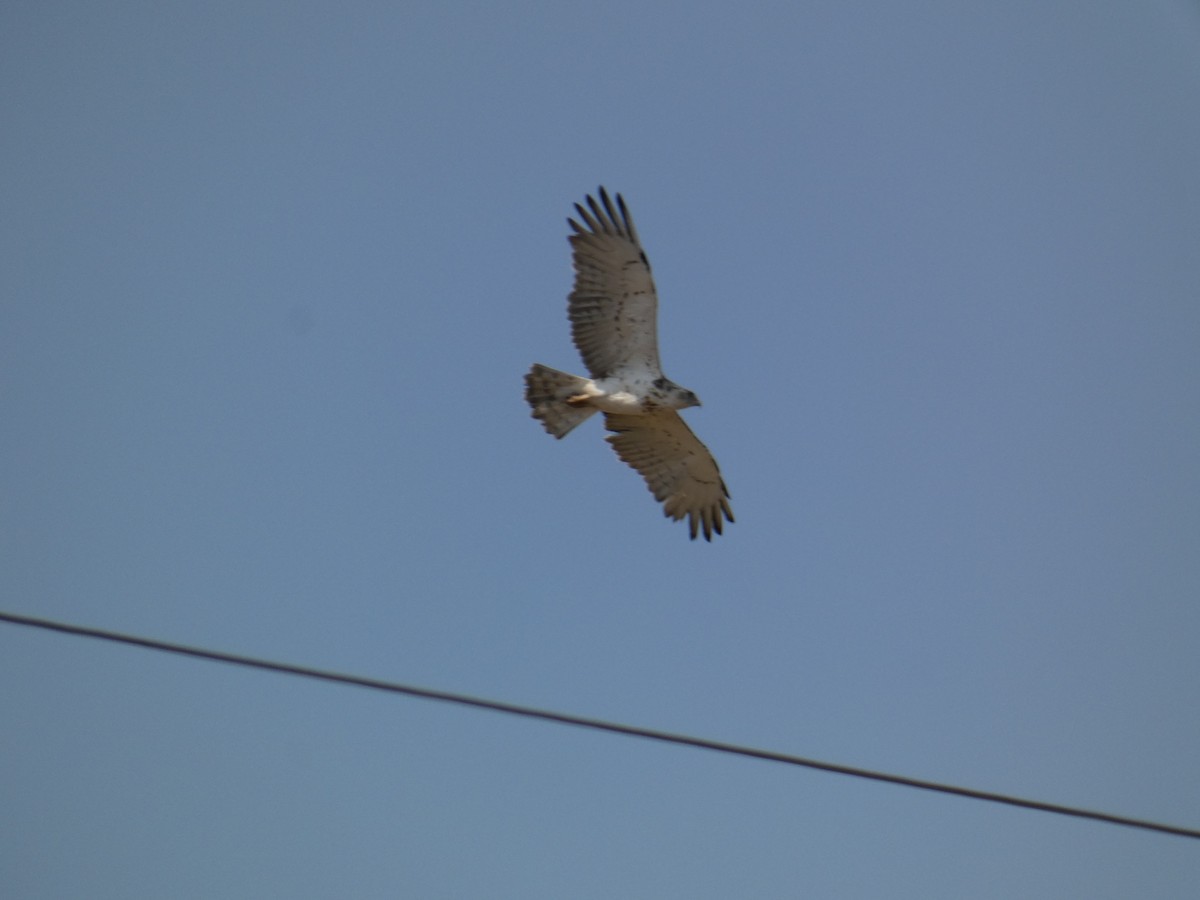 Short-toed Snake-Eagle - Xavier Parra Cuenca