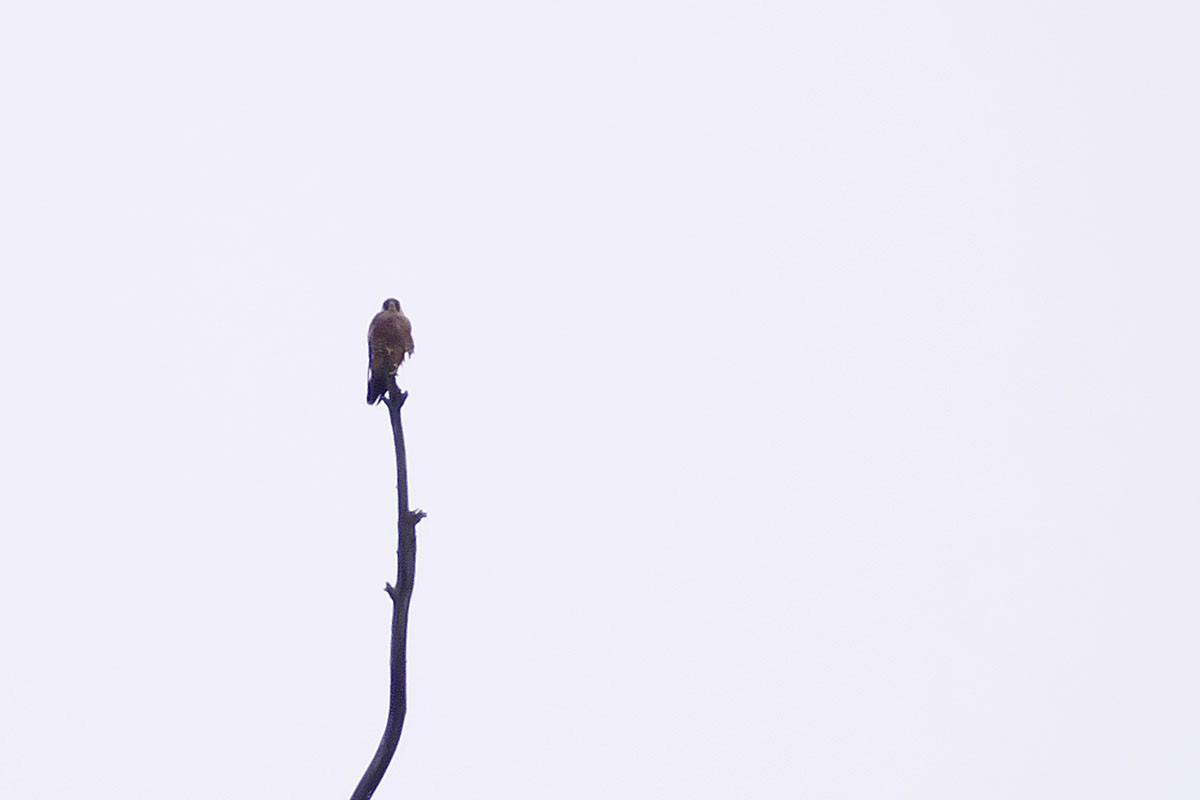 Peregrine Falcon (Barbary) - Jose Antonio Lama