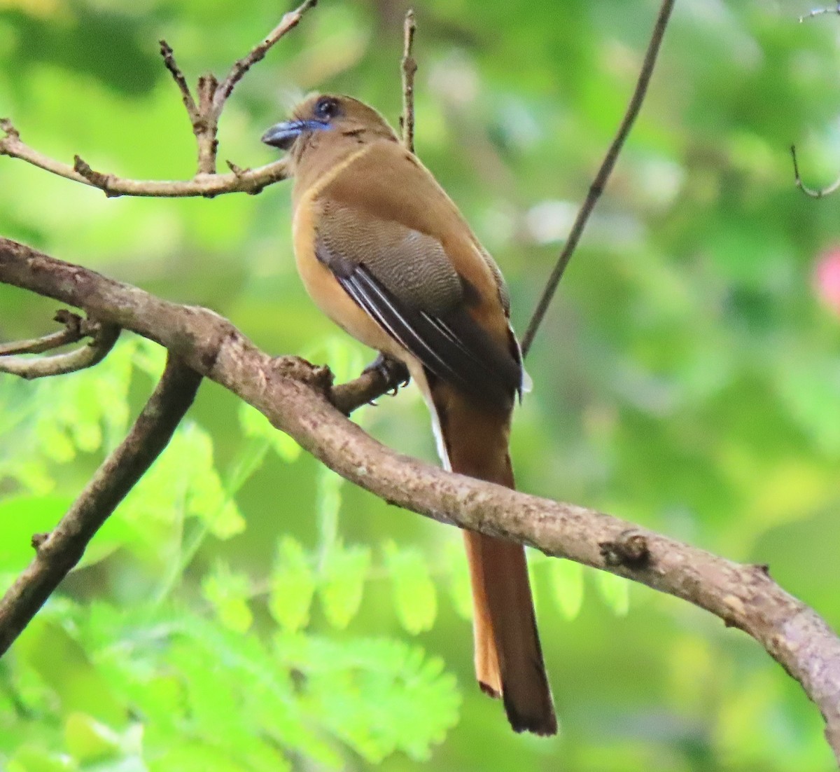 Trogon de Malabar - ML468528211