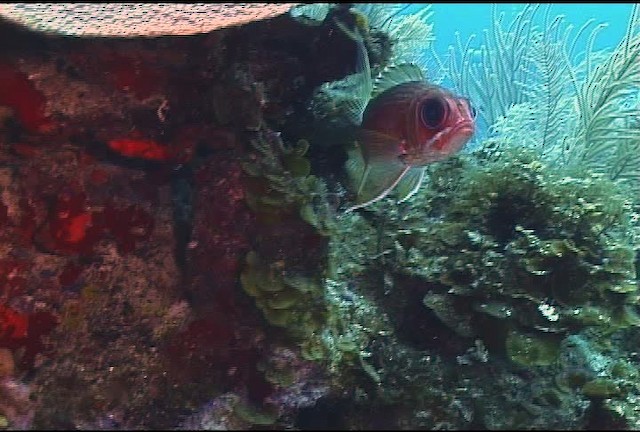 Longspine squirrelfish - ML468529