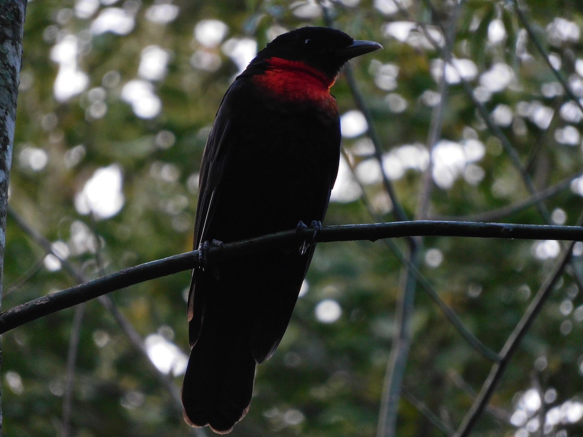 Red-ruffed Fruitcrow - ML468529371