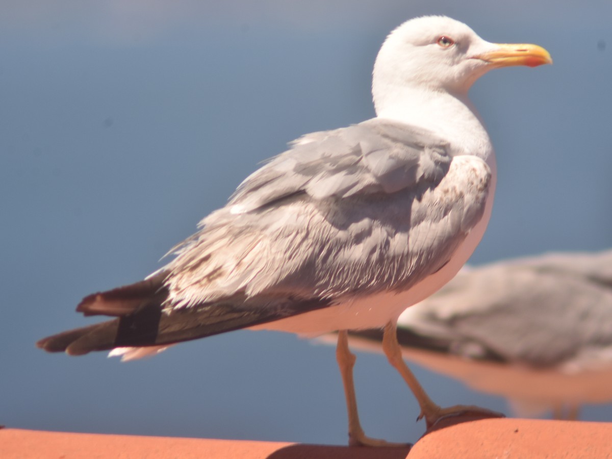 Yellow-legged Gull - Metin Güzeliş