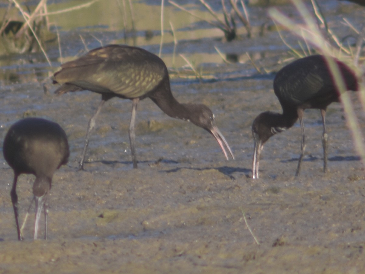 Glossy Ibis - ML468530431