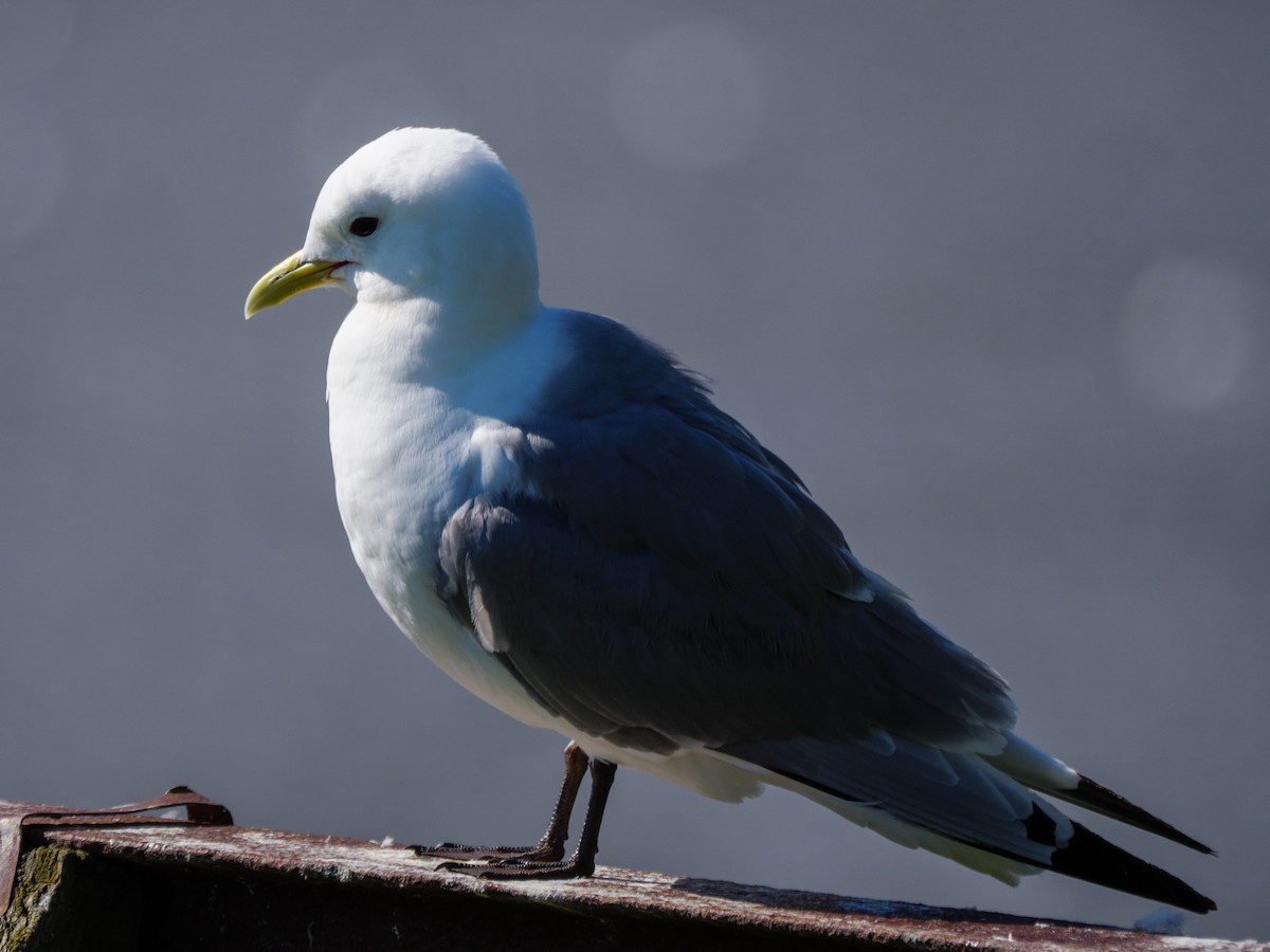 Black-legged Kittiwake - ML468534381