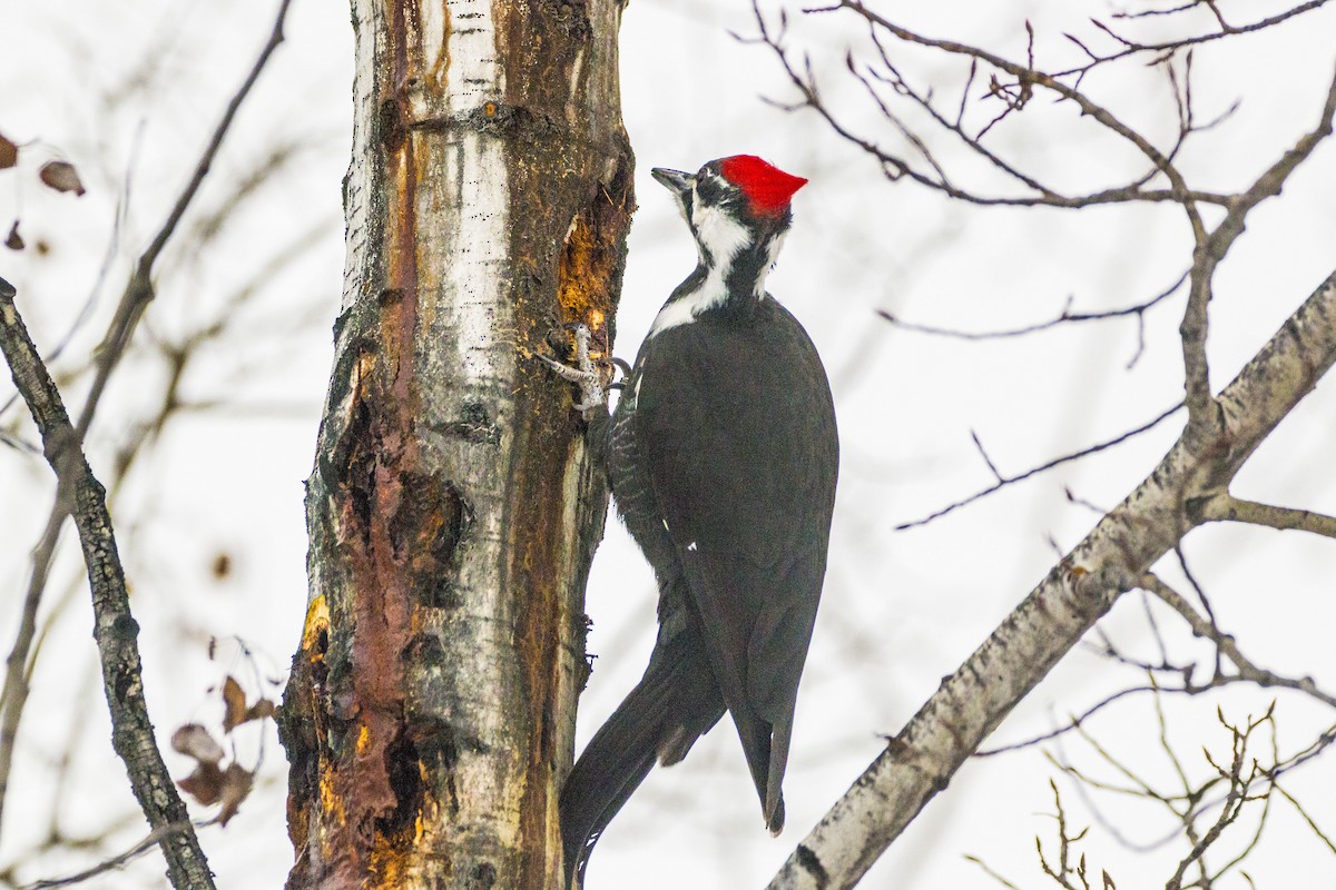 Pileated Woodpecker - ML46853481