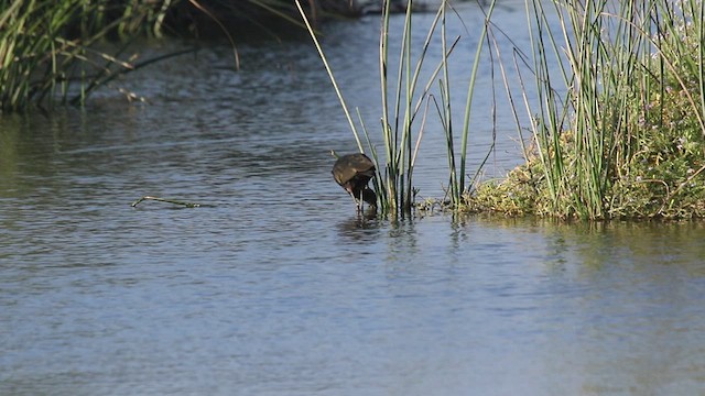 White-faced Ibis - ML468535121