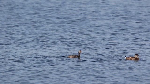 黑頸鸊鷉 - ML468535161