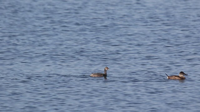 Eared Grebe - ML468535161