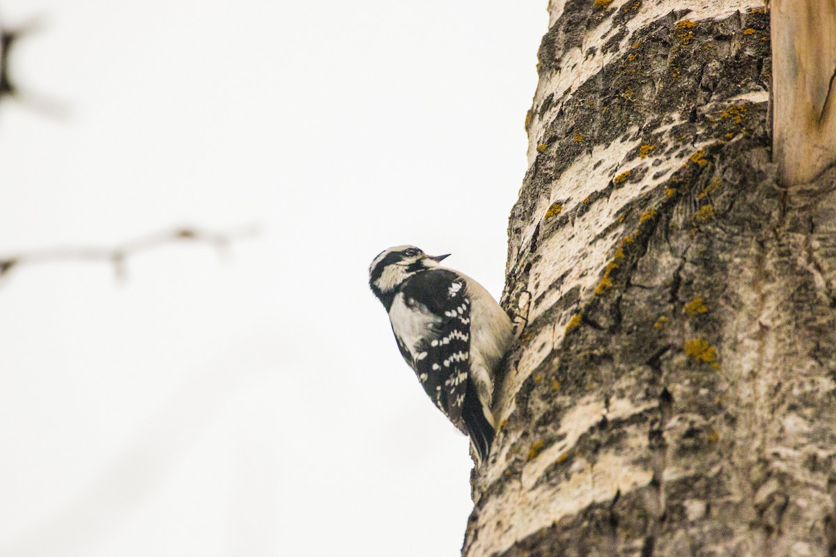 Downy Woodpecker - ML46853521