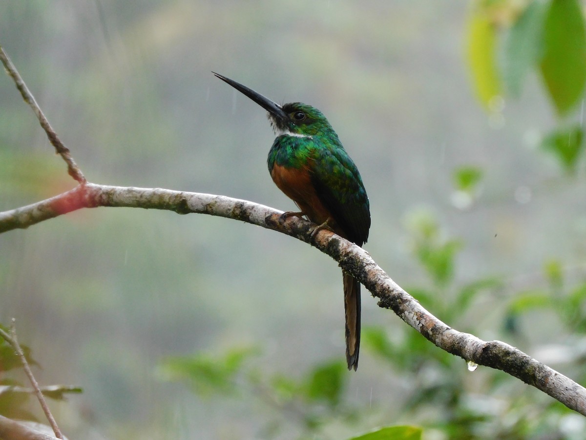 Jacamar à queue rousse - ML468535291