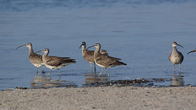 Whimbrel (Hudsonian) - ML468535301