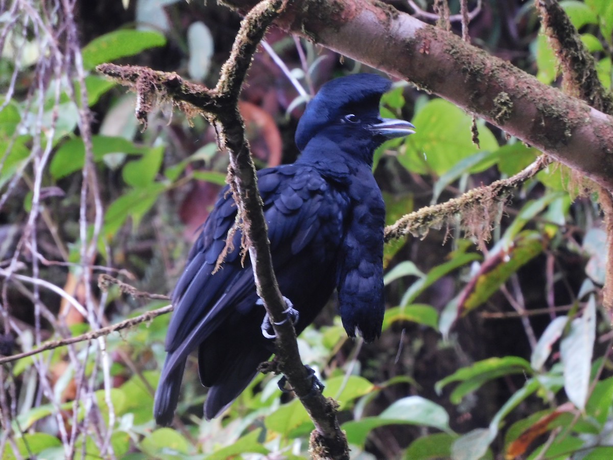 Эквадорская зонтичная птица - ML468535531