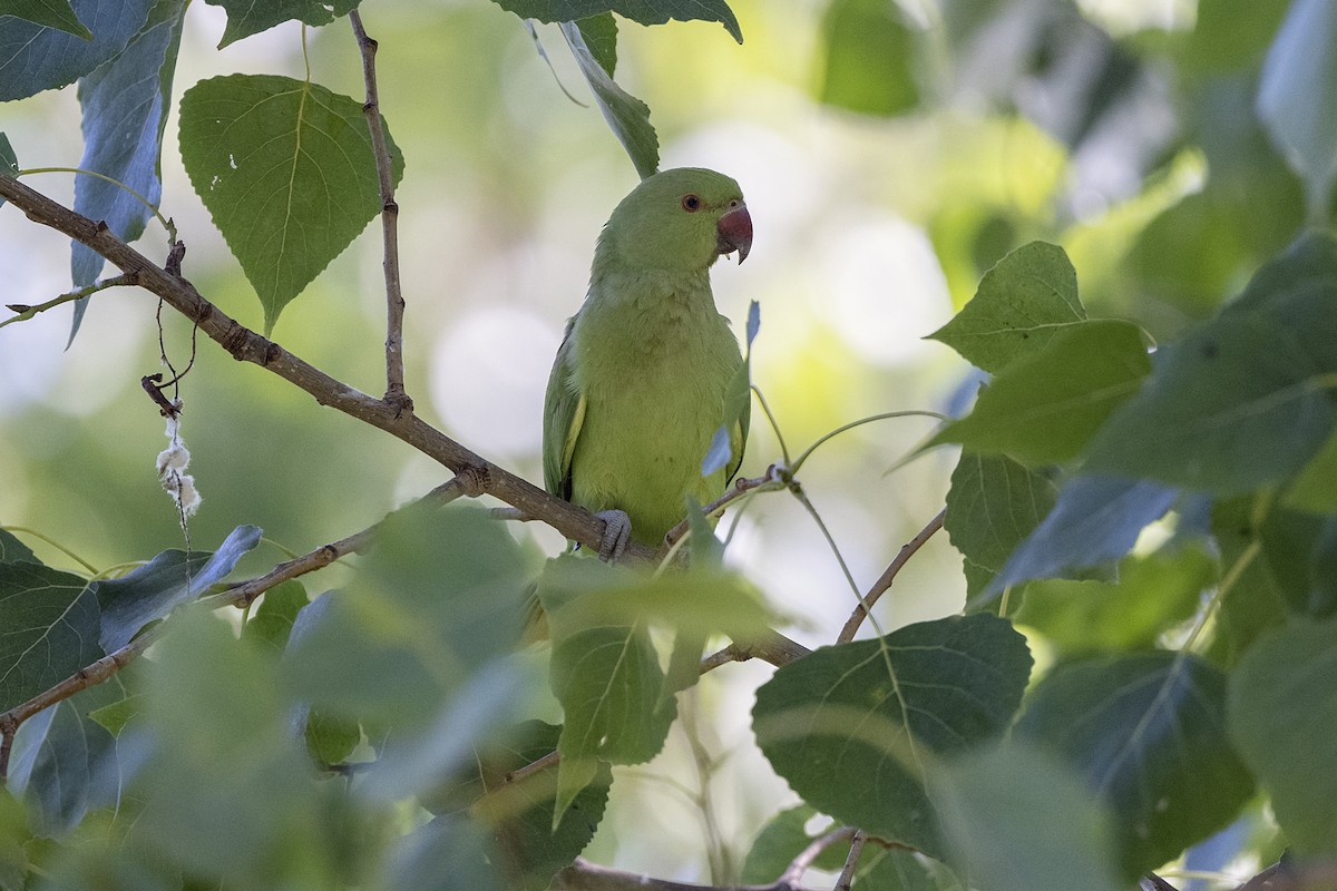 Rose-ringed Parakeet - ML468535591