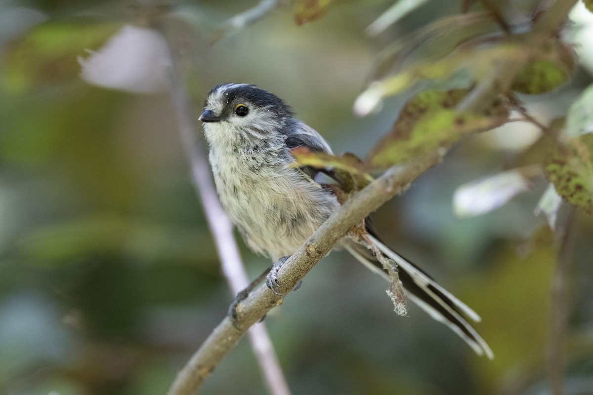 Long-tailed Tit - ML468535711