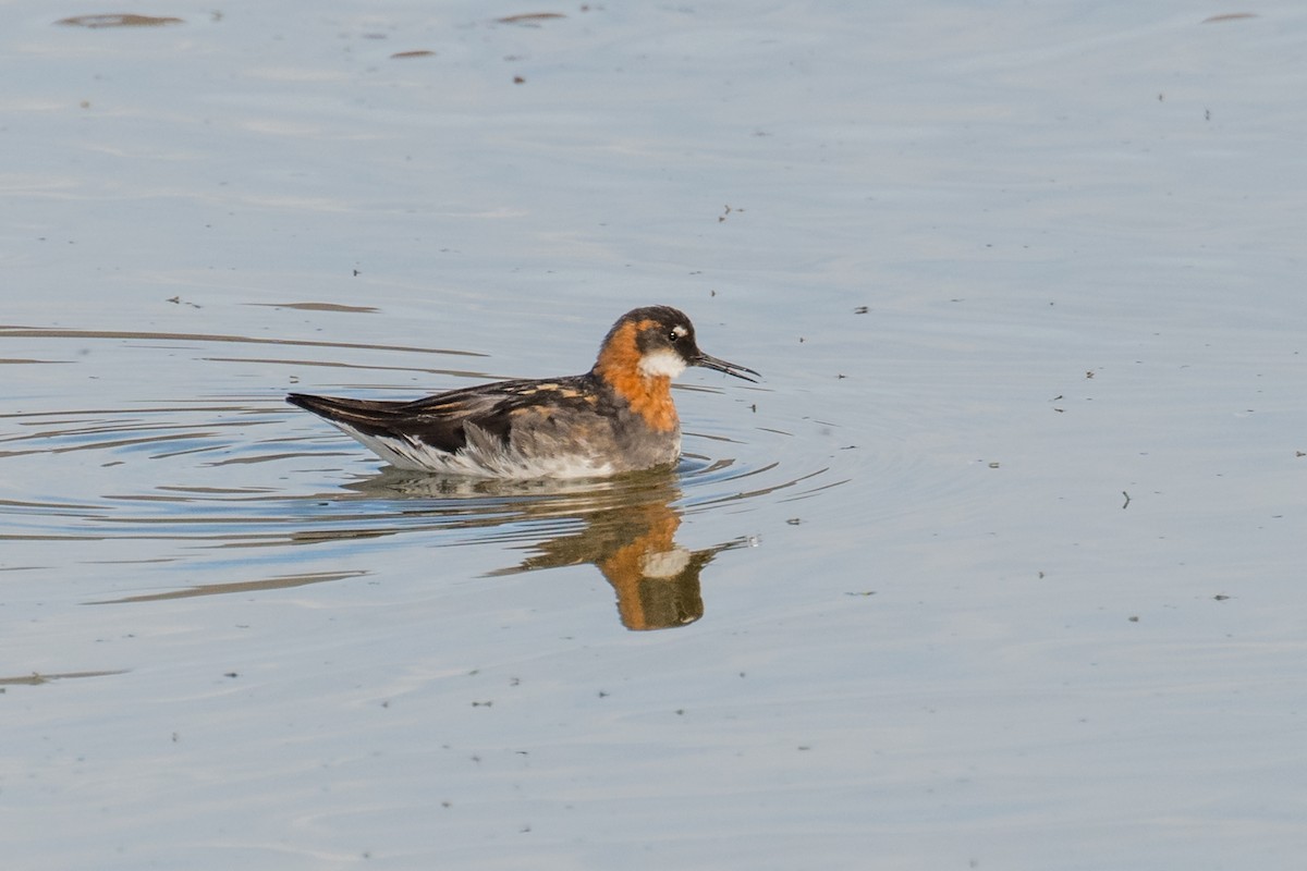 Red-necked Phalarope - ML468535991