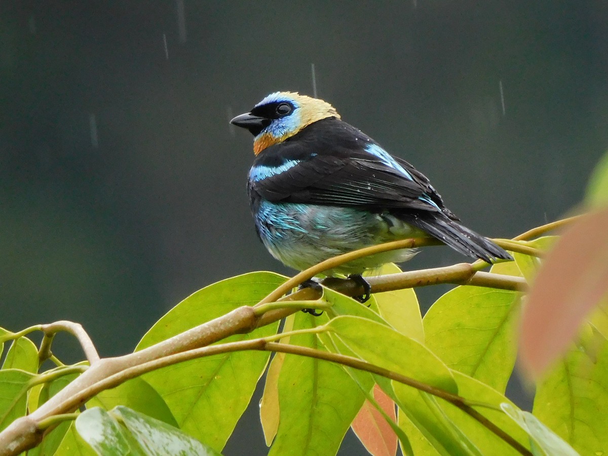 Golden-hooded Tanager - ML468537101