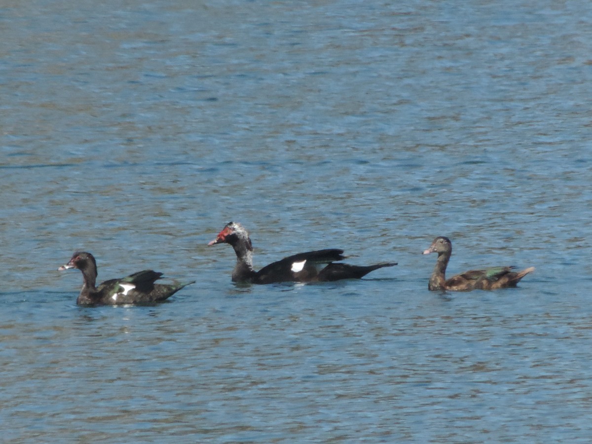 Muscovy Duck (Domestic type) - Nazareno Yunes Del Carlo