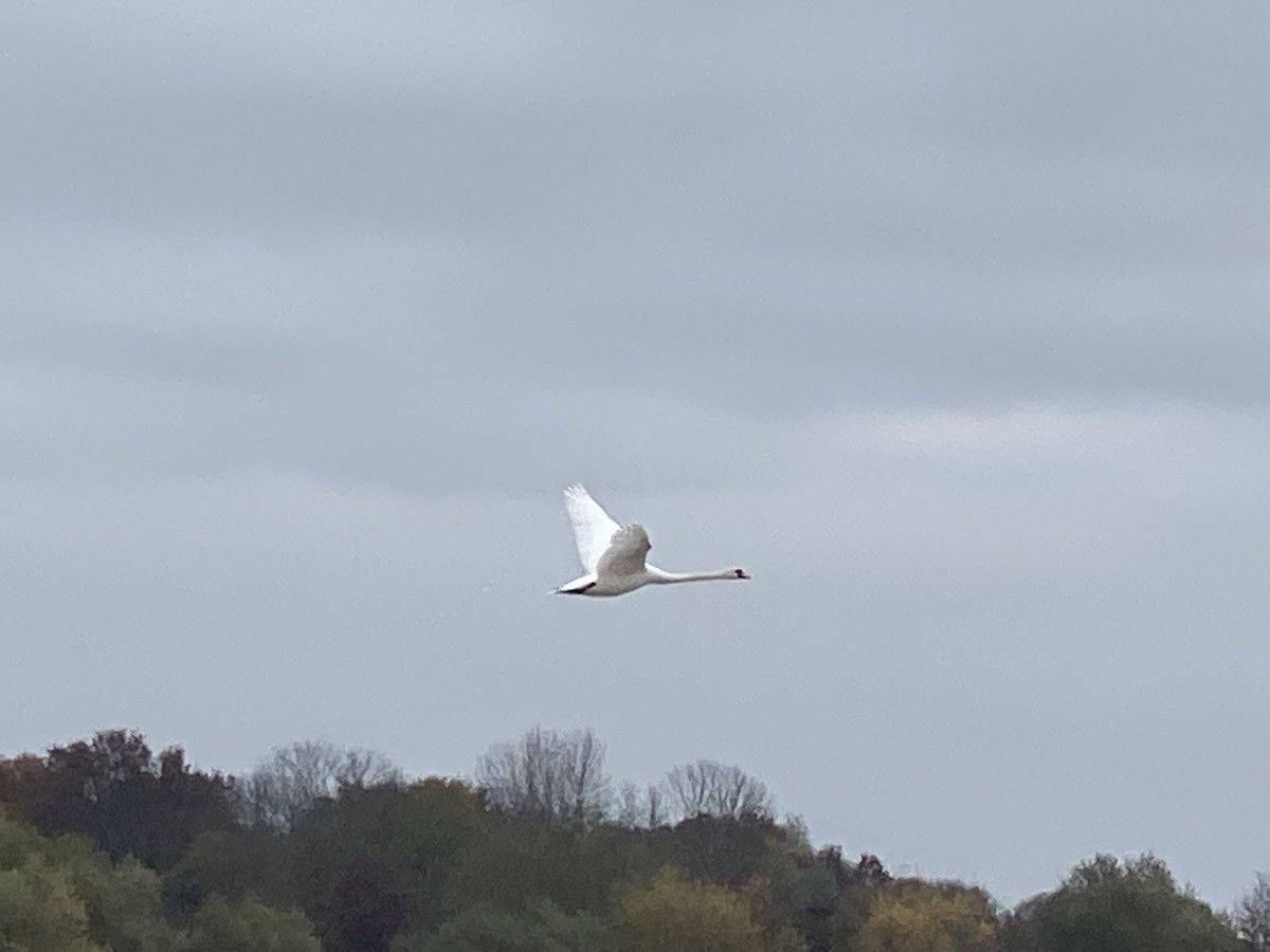 コブハクチョウ - ML468537681