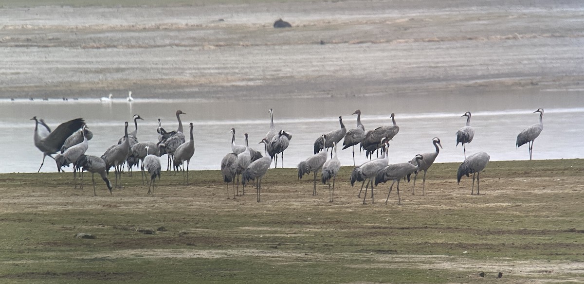 クロヅル - ML468538211