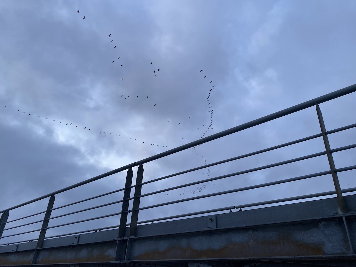 クロヅル - ML468538221