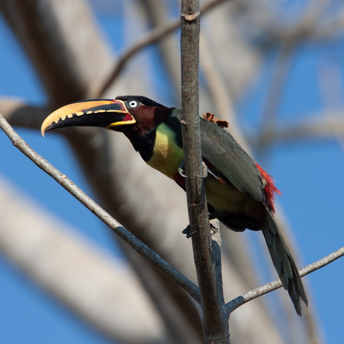 Chestnut-eared Aracari - ML468539461