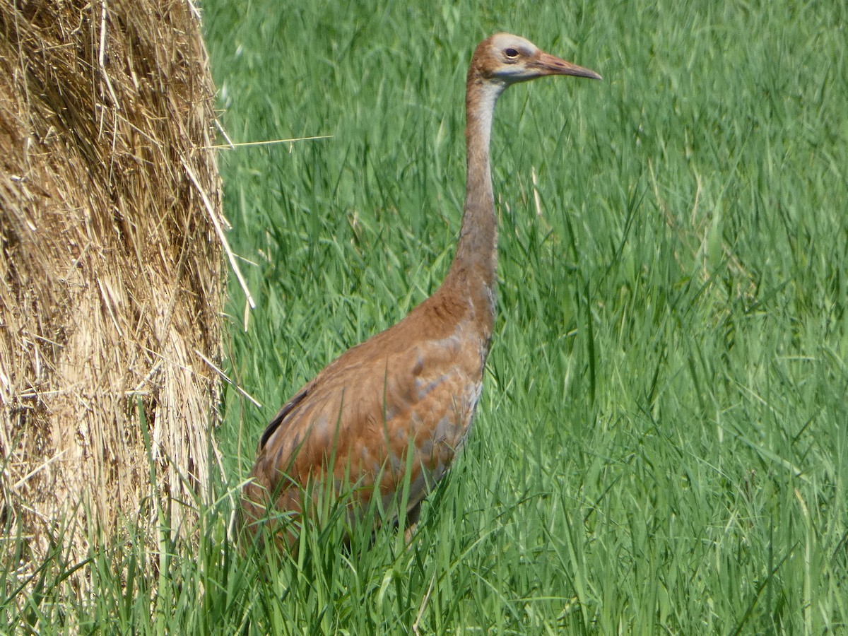 カナダヅル - ML468542371