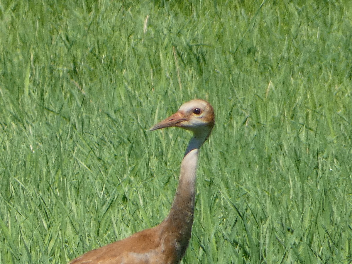 Sandhill Crane - ML468542391