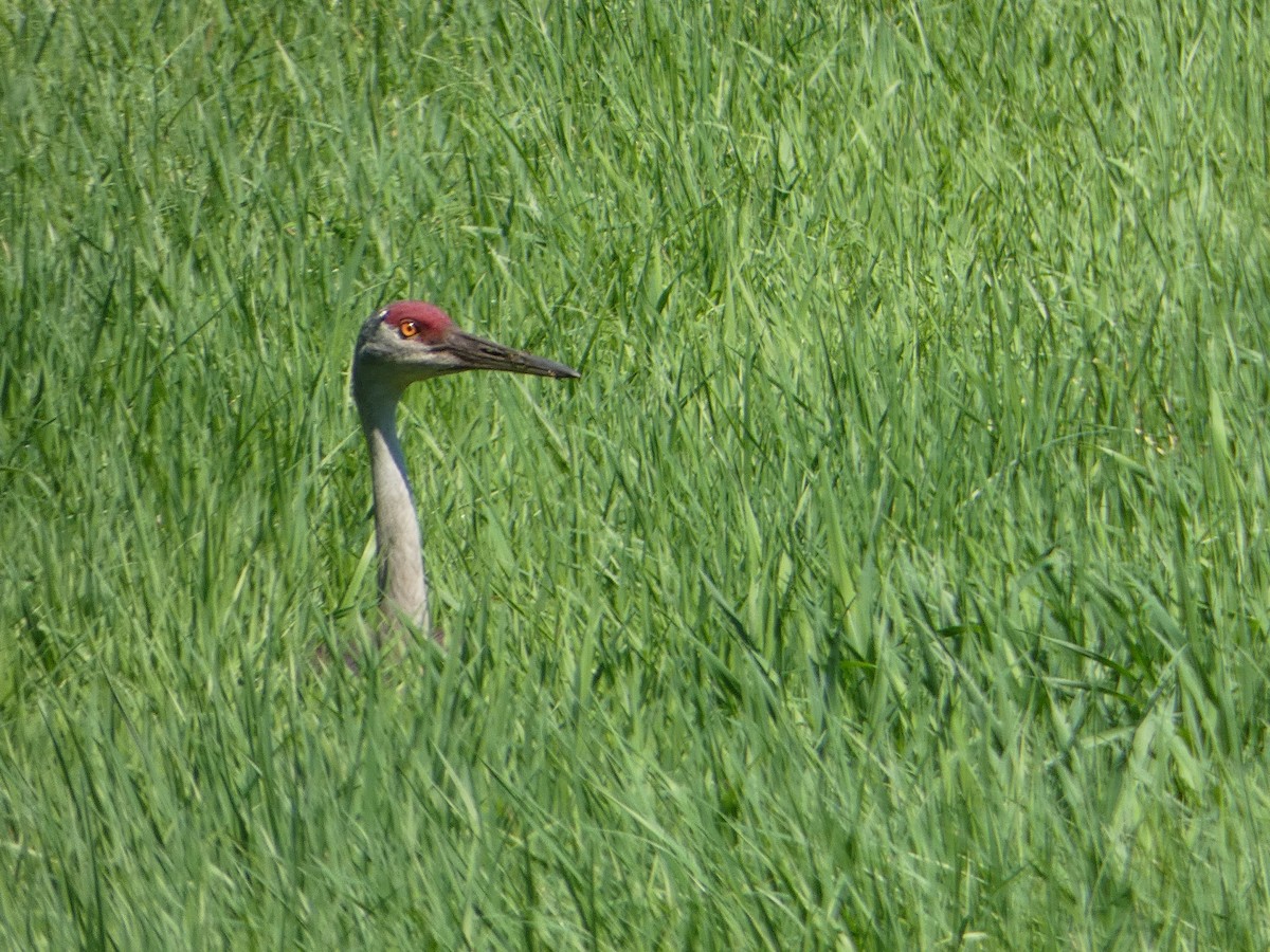 Sandhill Crane - ML468543031