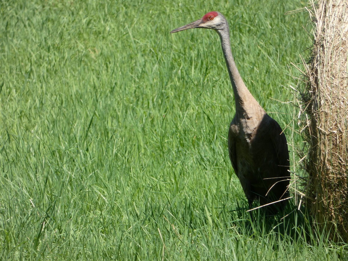 Sandhill Crane - ML468543051