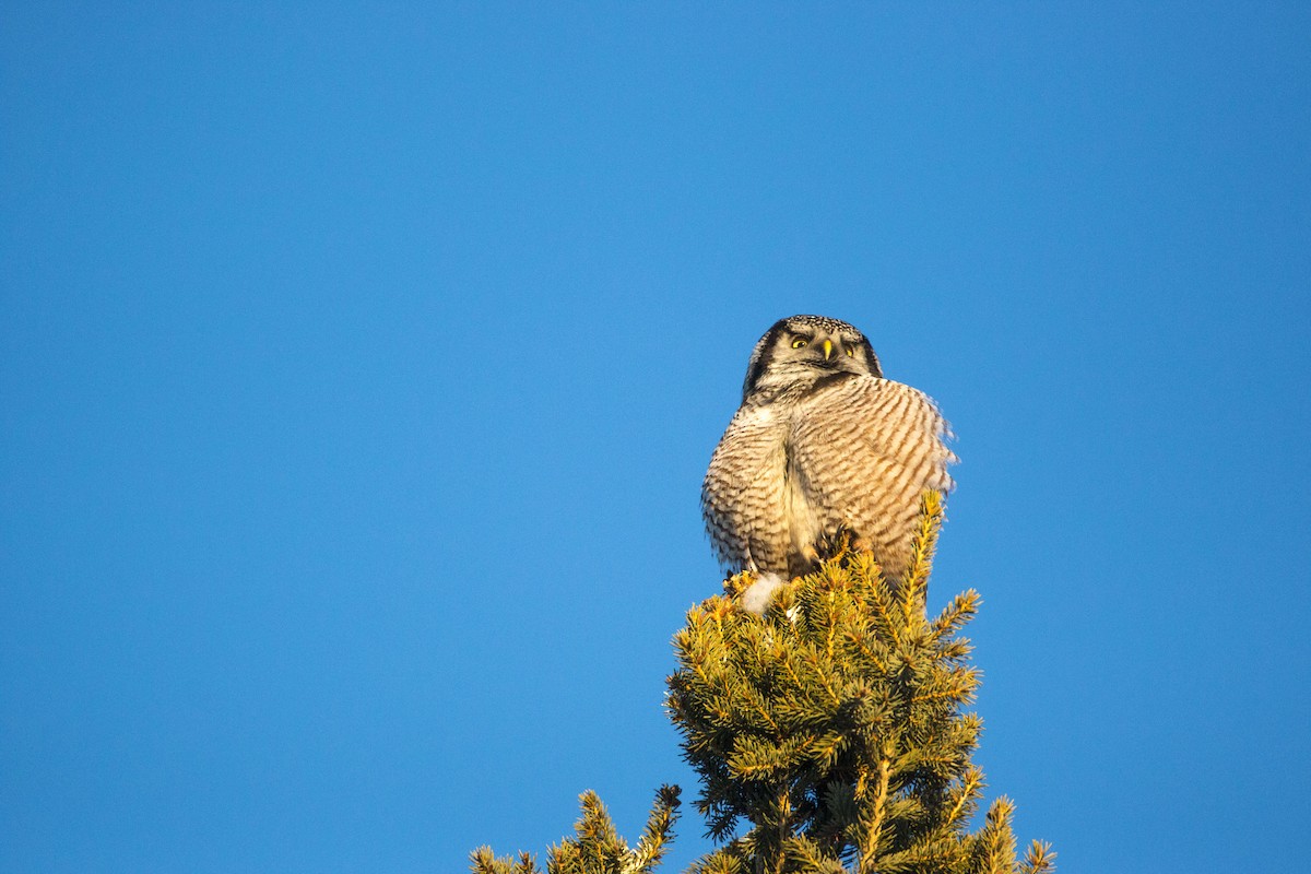 Northern Hawk Owl - ML46854311