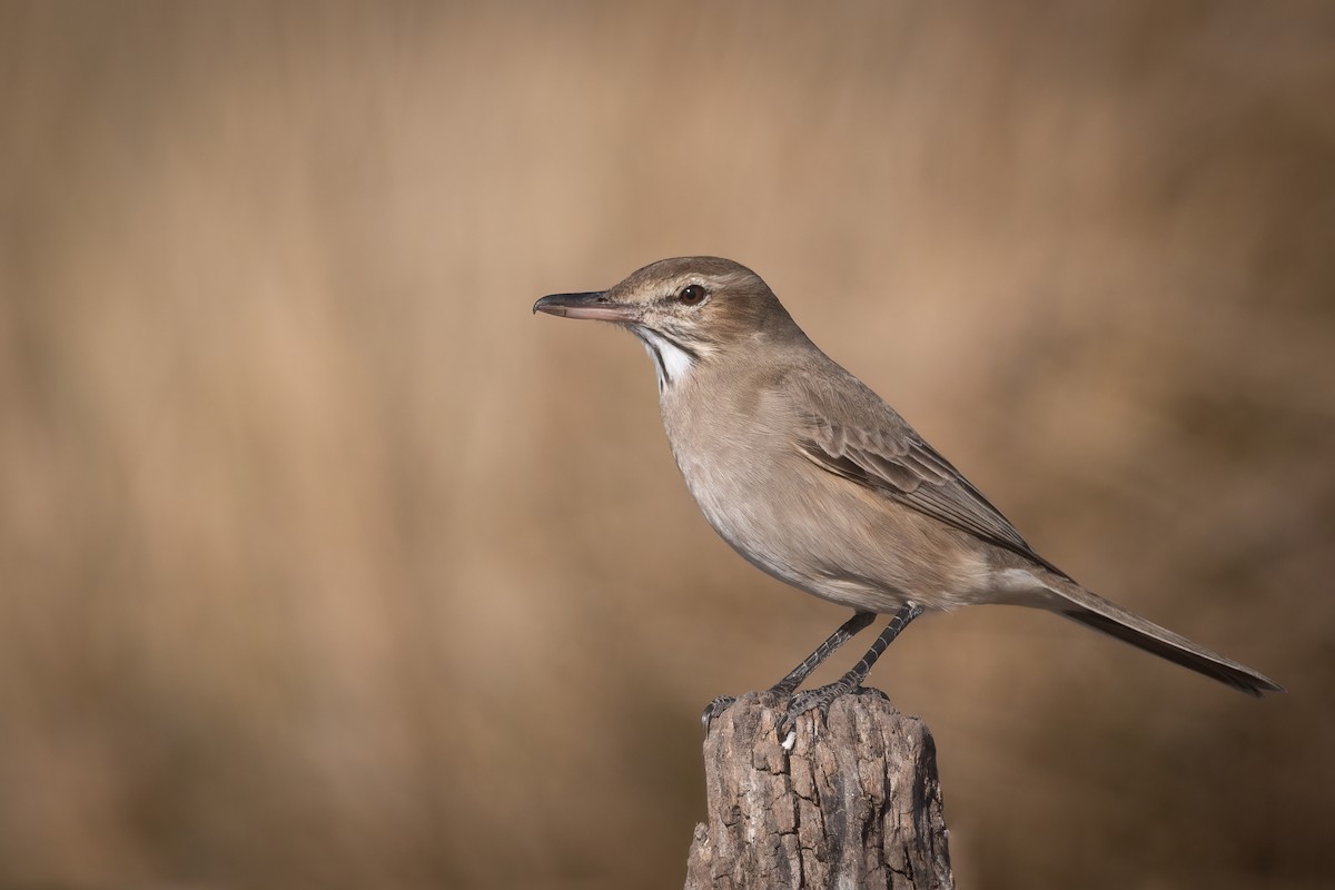 Gray-bellied Shrike-Tyrant - Pablo Re