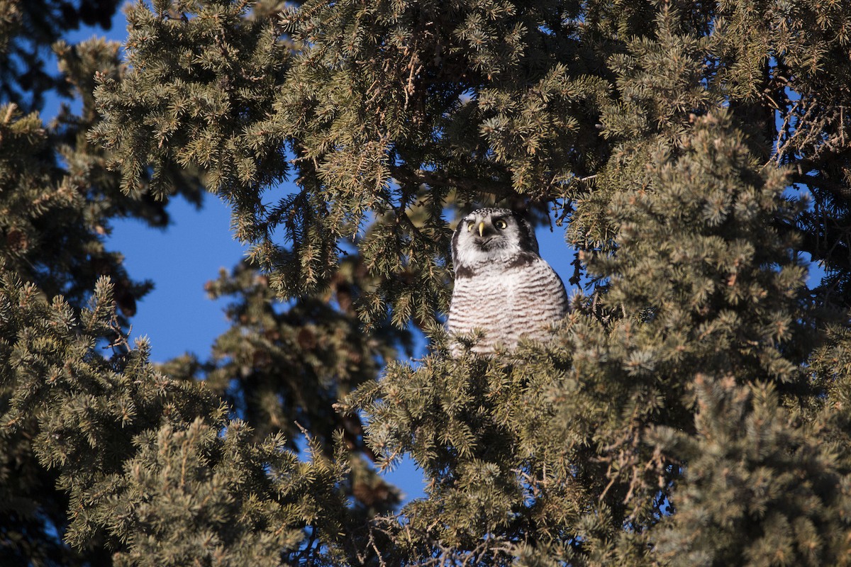 Northern Hawk Owl - Andrew whitham