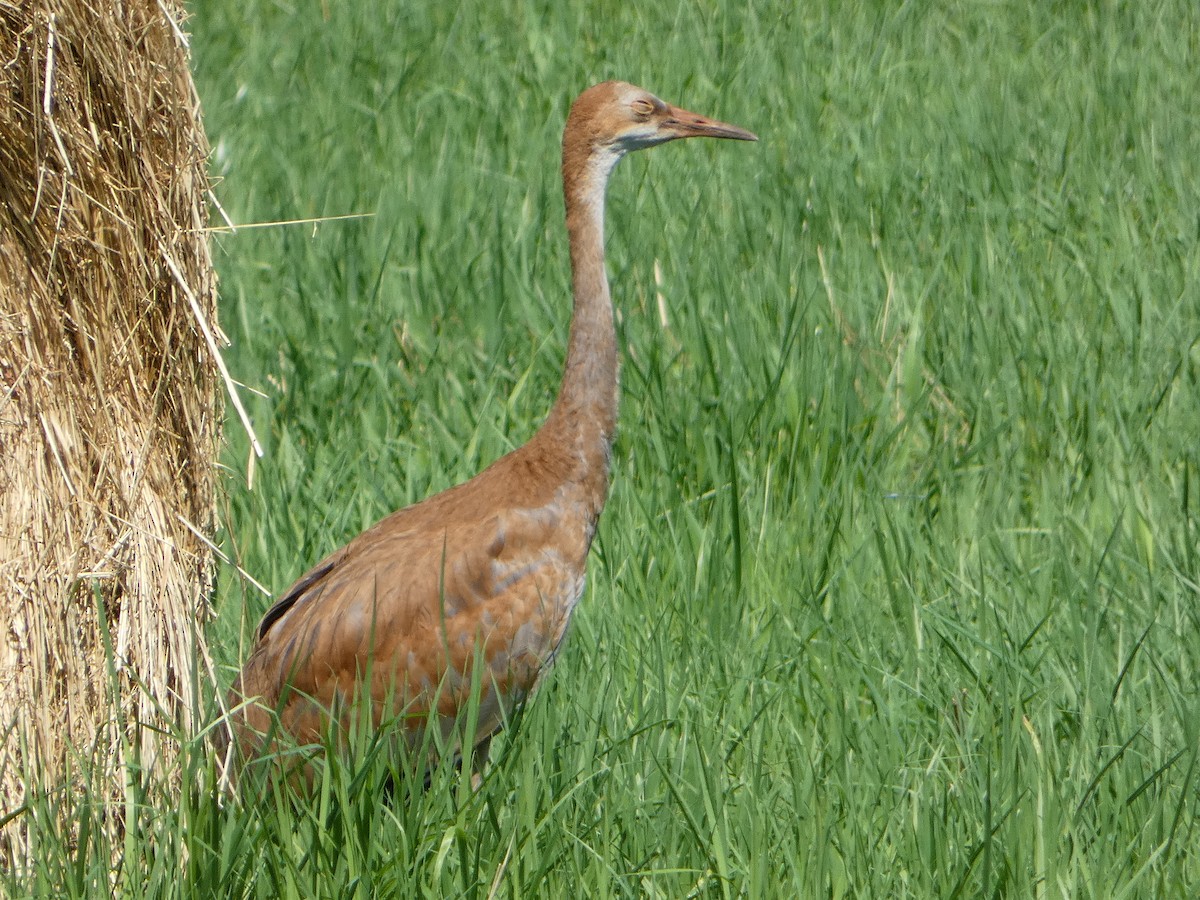 Sandhill Crane - ML468543691