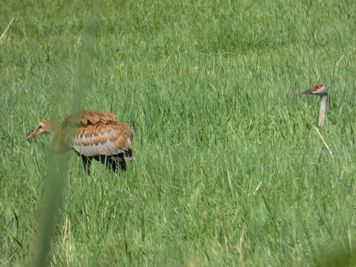 Sandhill Crane - ML468543761