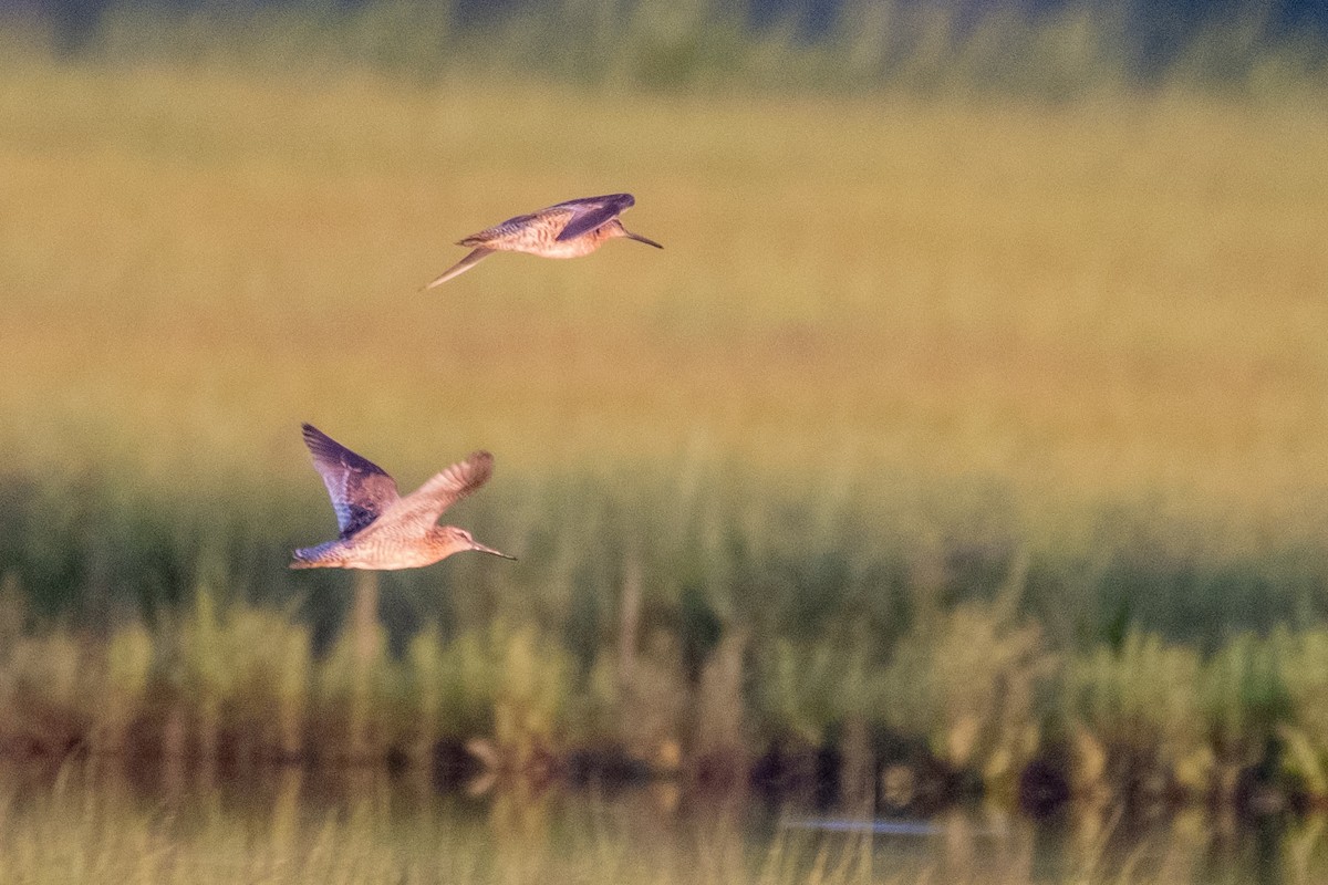 Short-billed Dowitcher - ML468543881