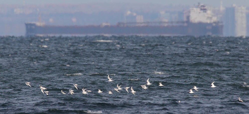 Bonaparte's Gull - Brandon Holden