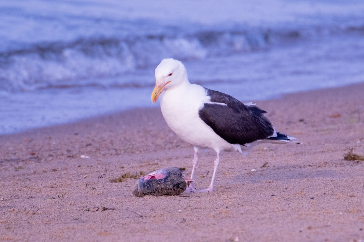 Great Black-backed Gull - Scott Dresser