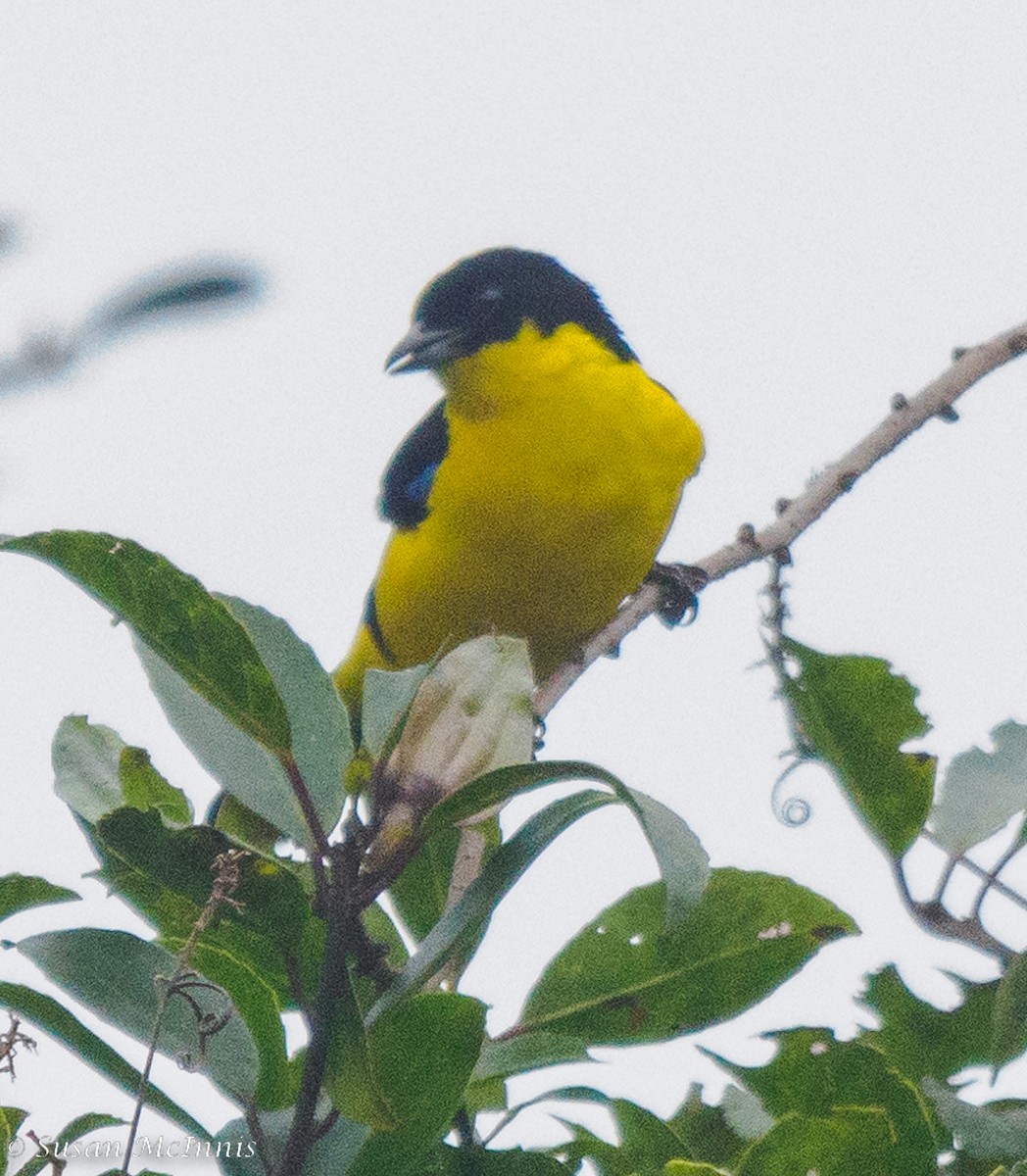 Blue-winged Mountain Tanager (Bolivian) - Susan Mac