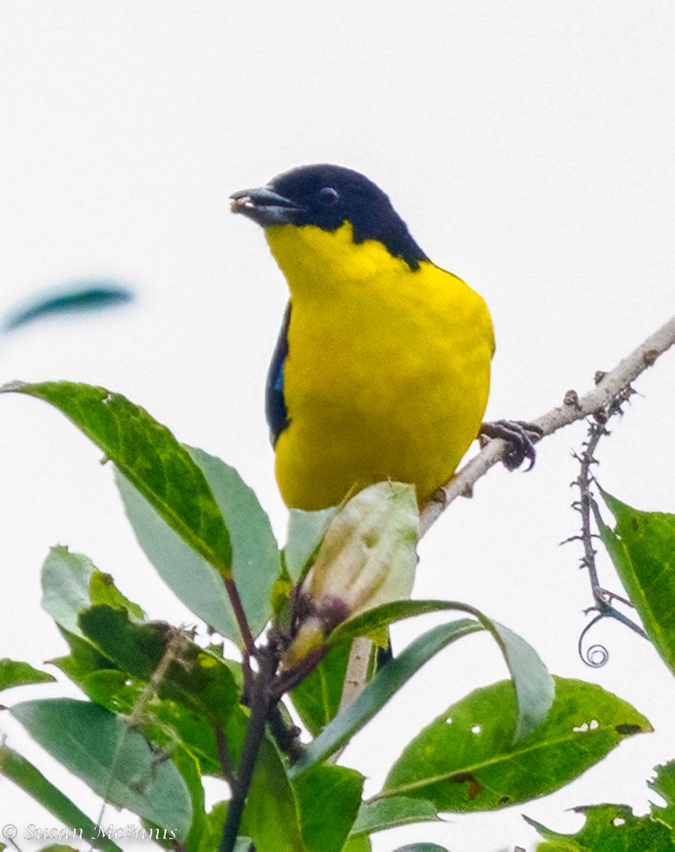 Blue-winged Mountain Tanager (Bolivian) - ML468544971