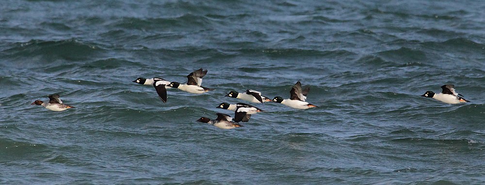 Common Goldeneye - Brandon Holden