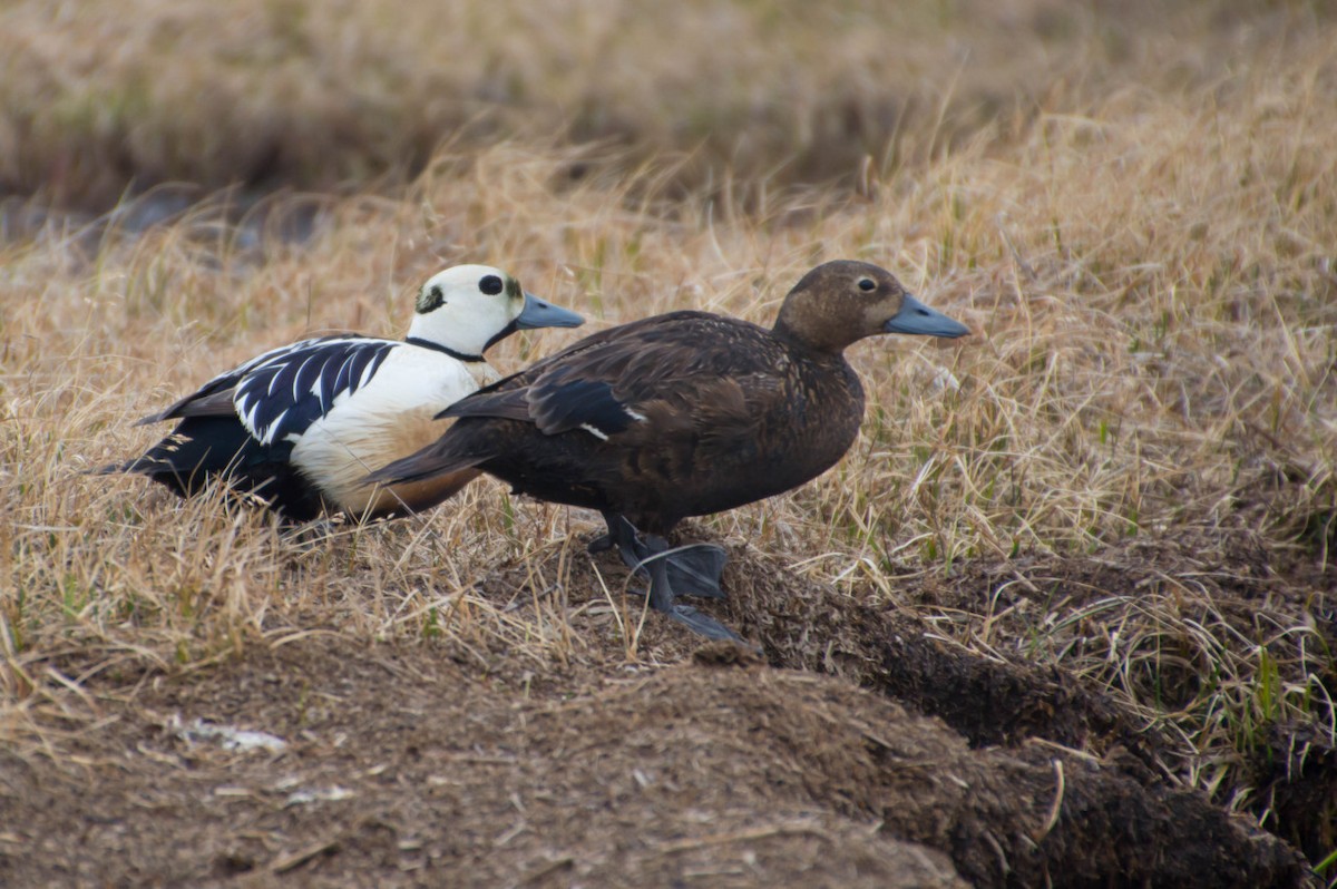 Steller's Eider - MC Miles