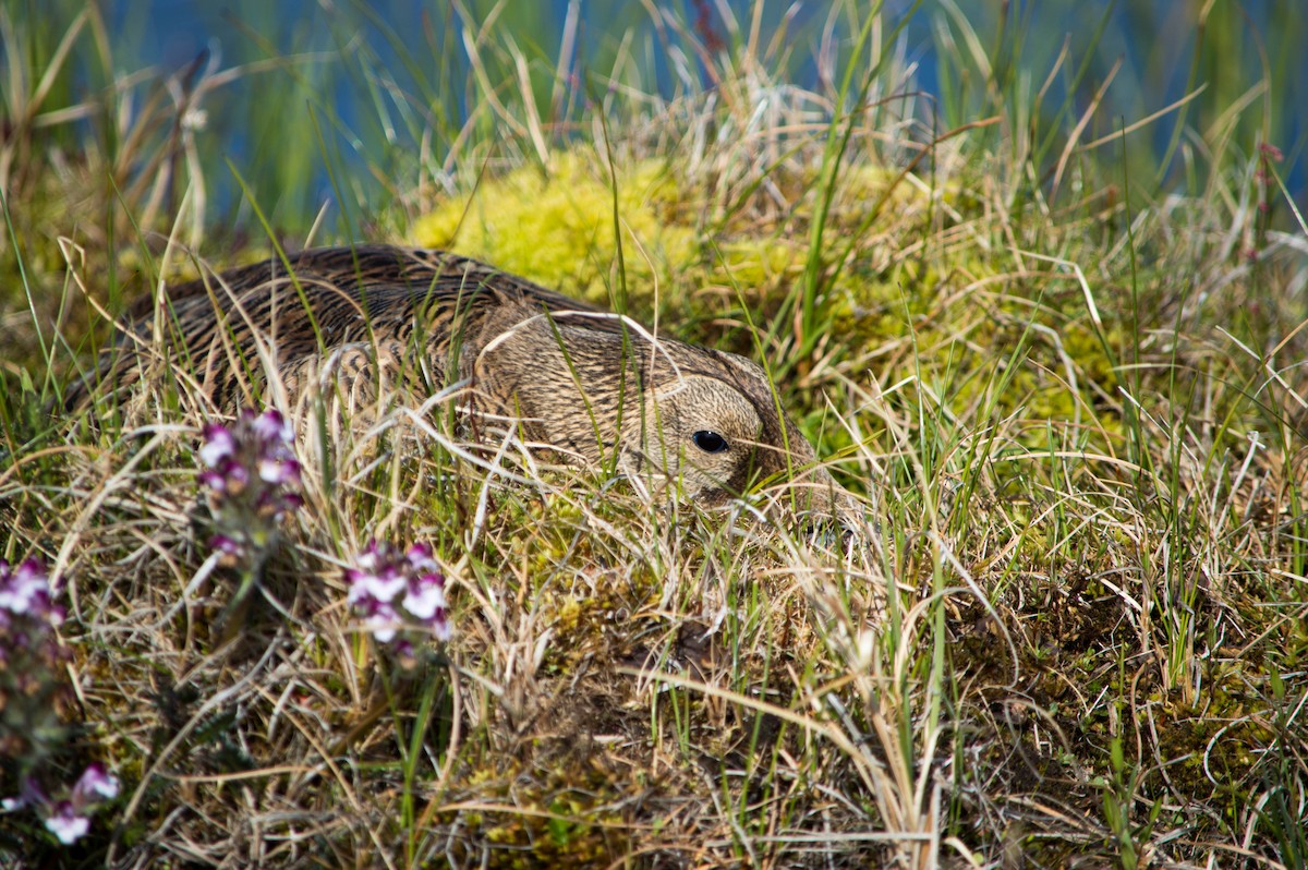 Éider de Anteojos - ML46854851