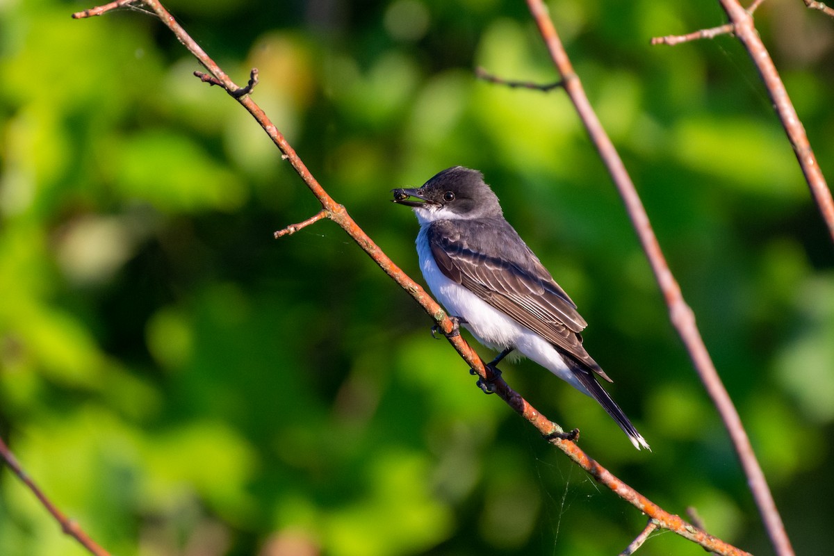 Eastern Kingbird - ML468549651