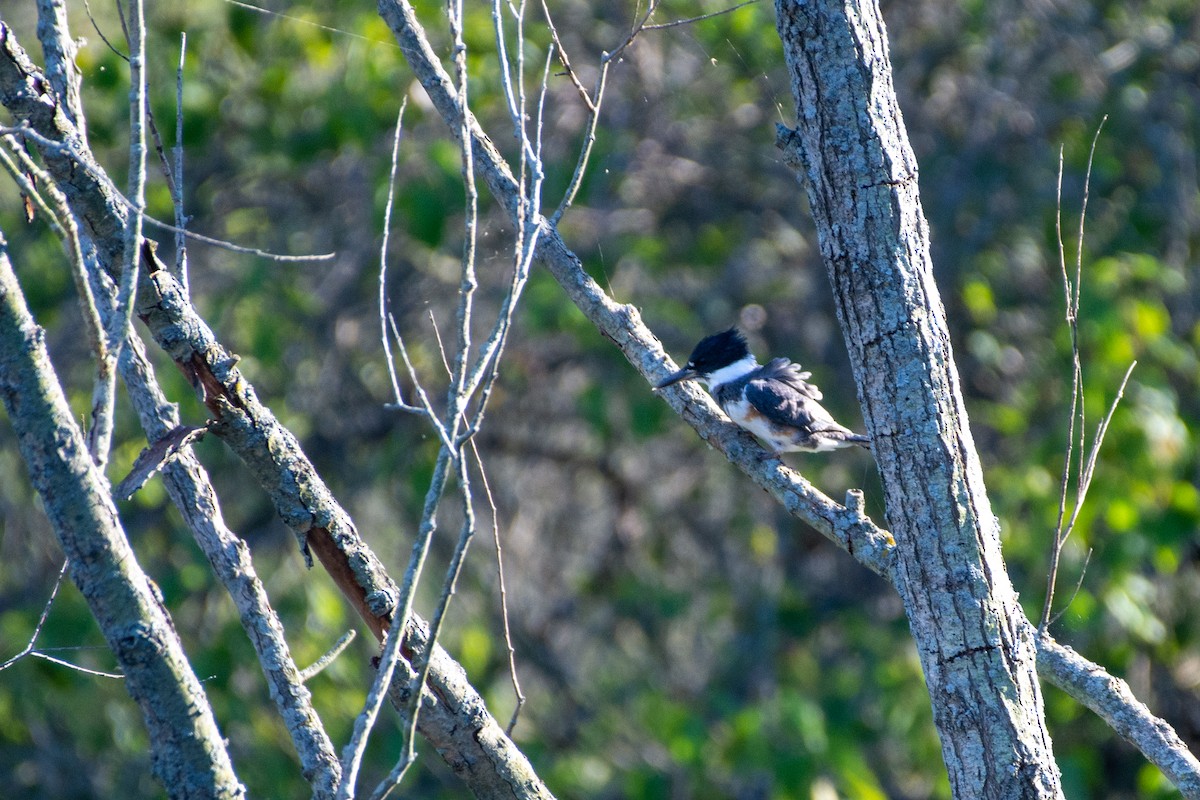 Belted Kingfisher - ML468549751