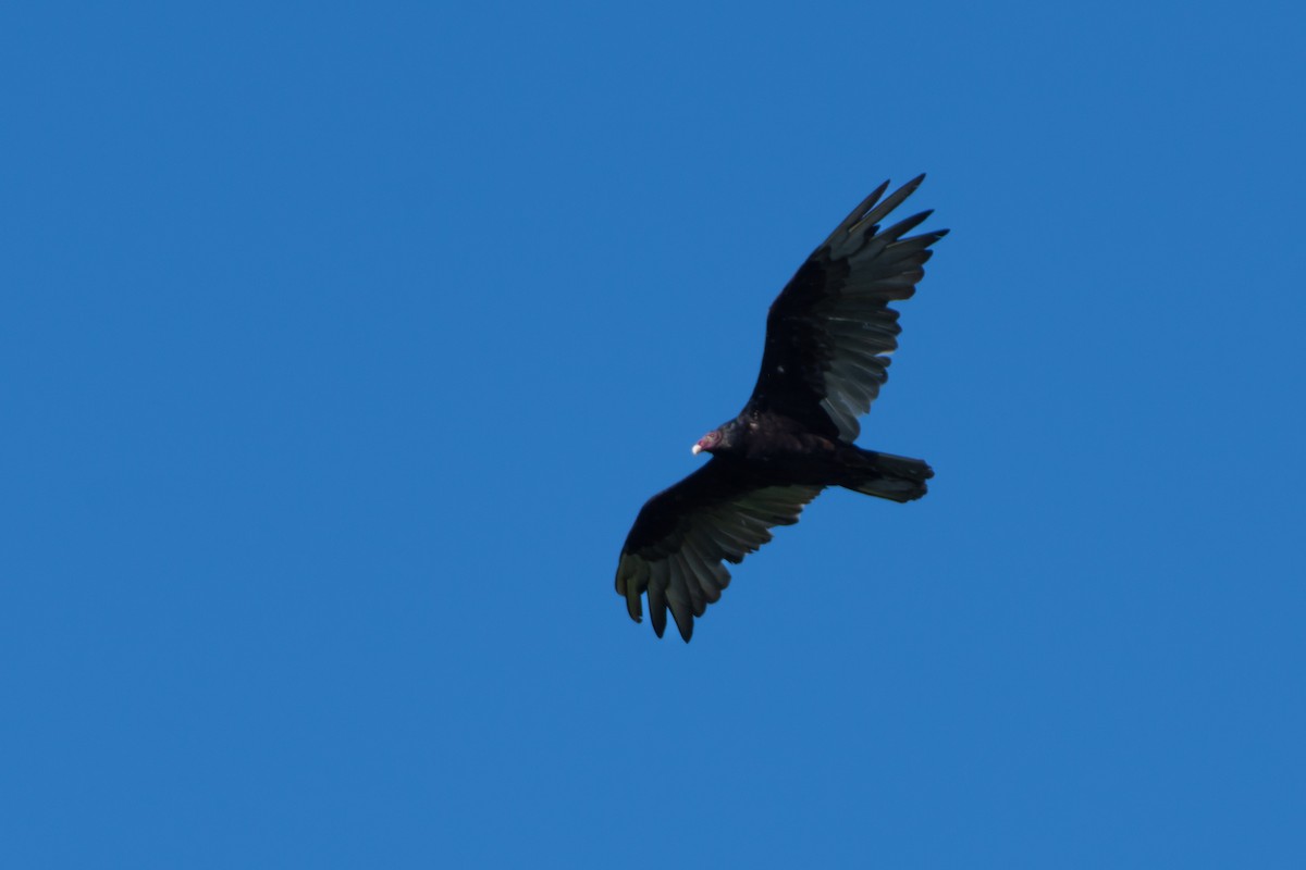 Turkey Vulture - Jeff Kingma