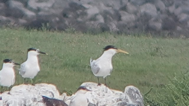 Elegant Tern - ML468550451