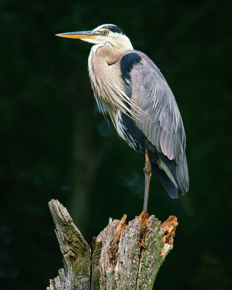 Great Blue Heron - ML468550491