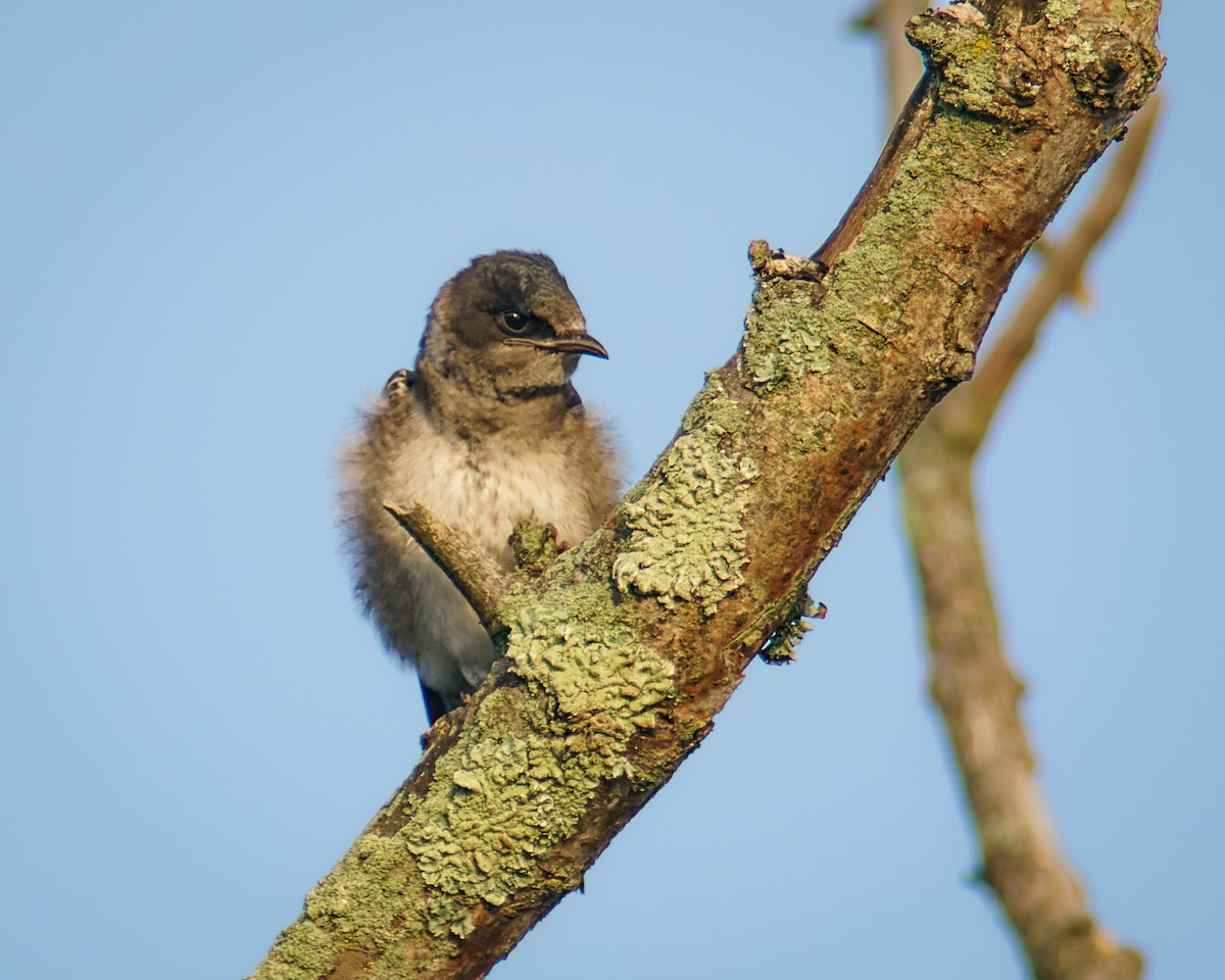 Purple Martin - ML468550681