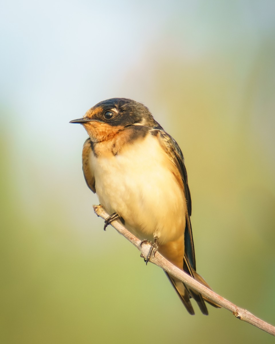 Barn Swallow - ML468550731