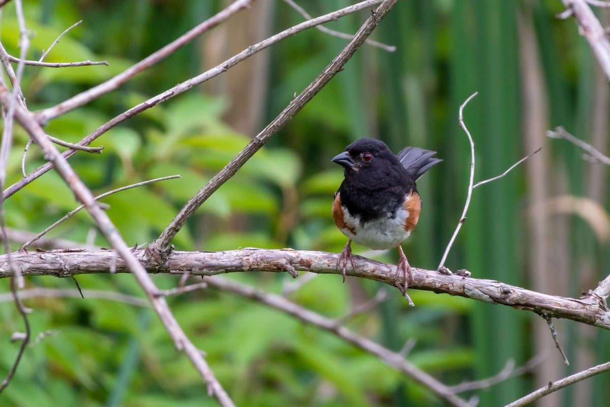 Eastern Towhee - ML468550781